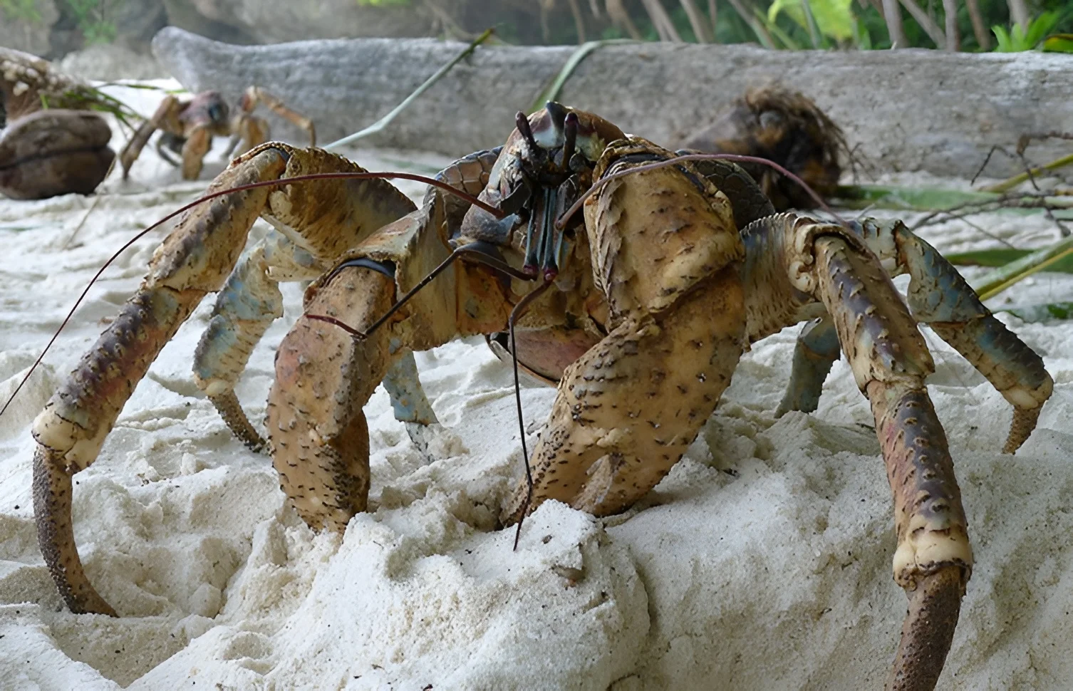 Coconut Crab