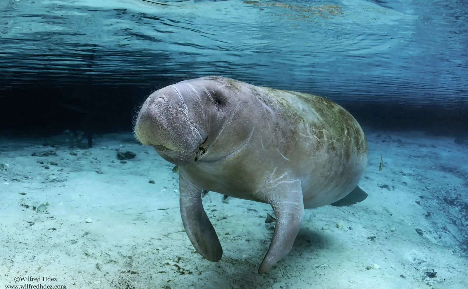 Dugong