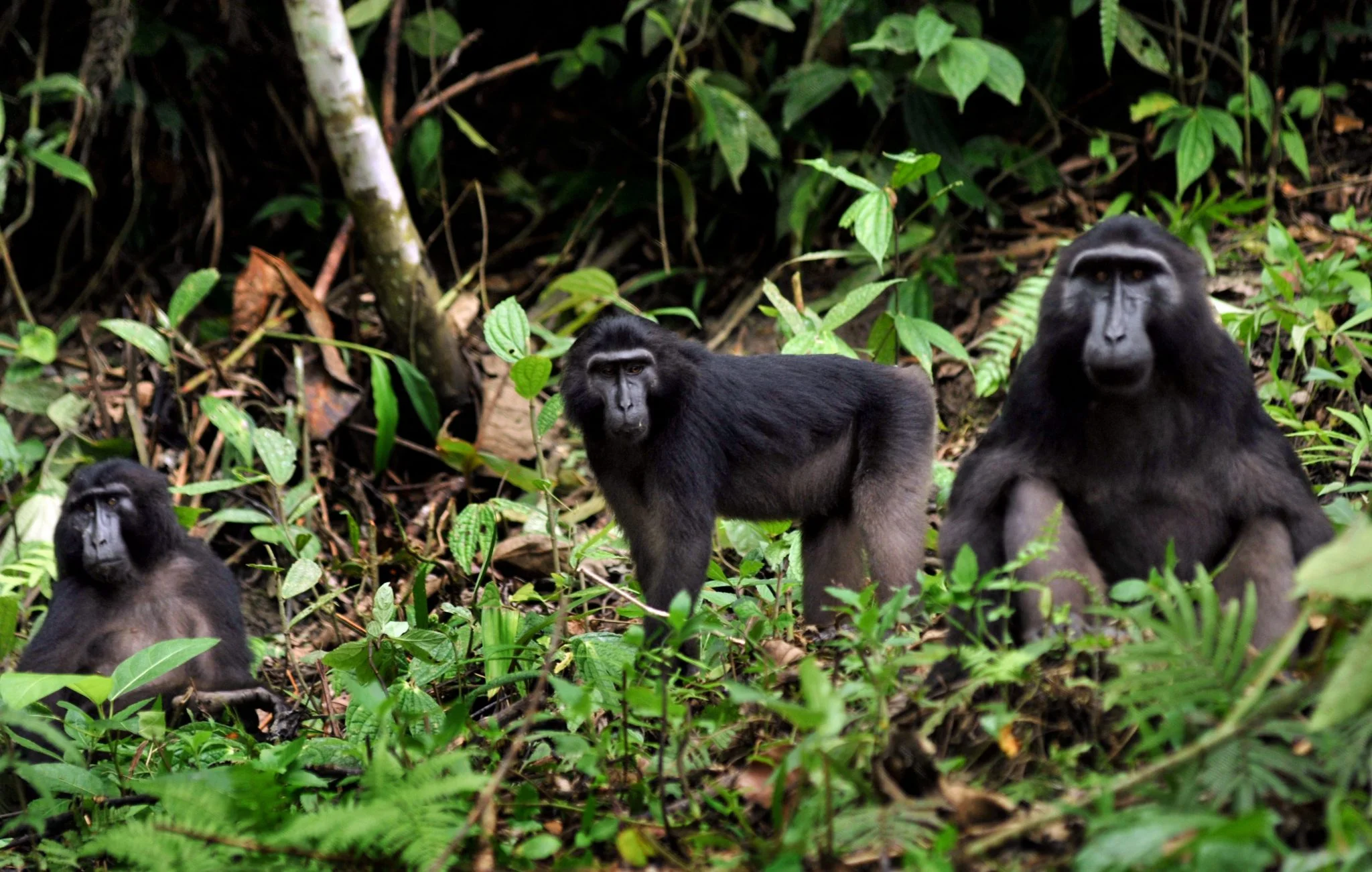 Malenge 岛上穿越茂密植被的丛林步道