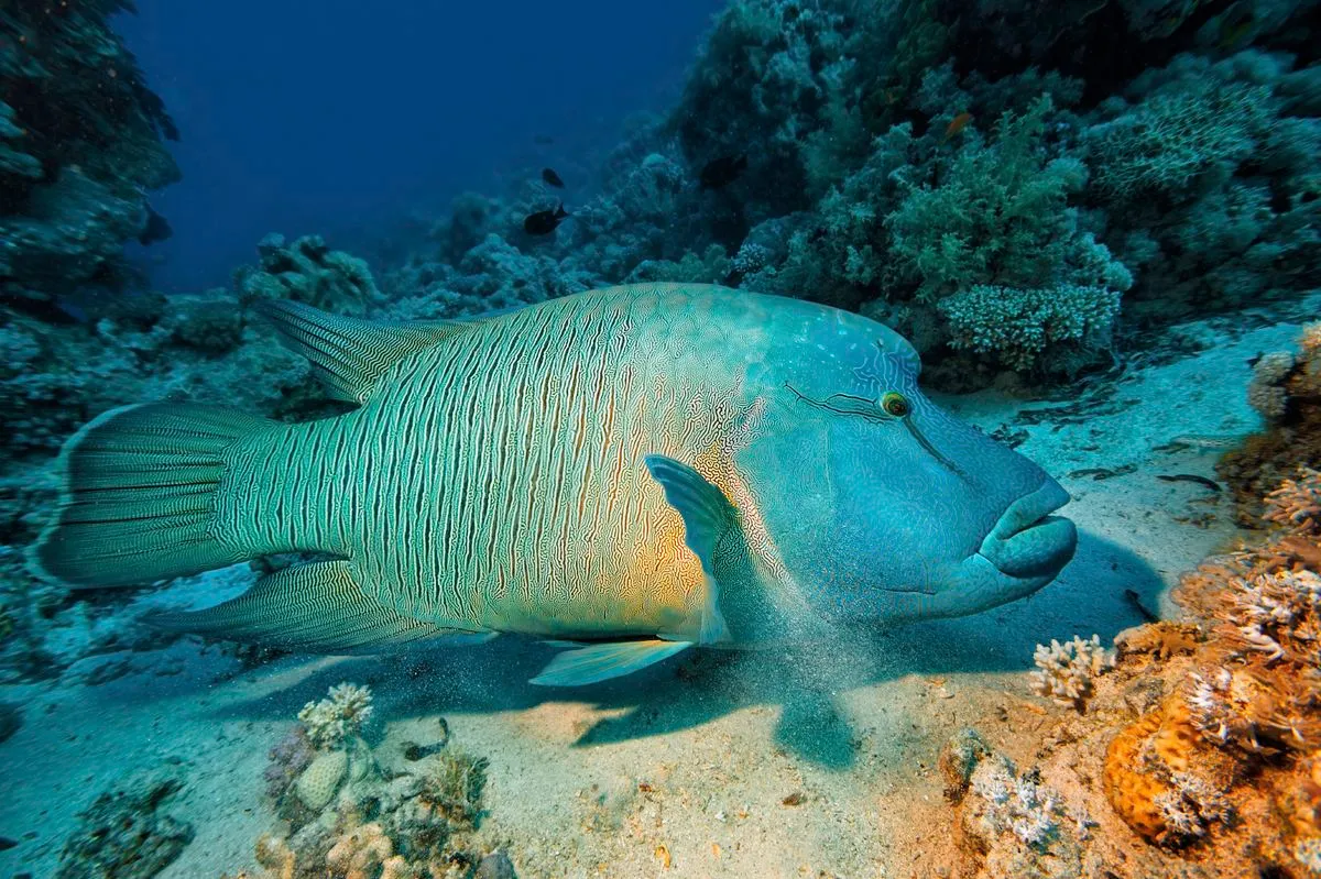 Napoleon Wrasse