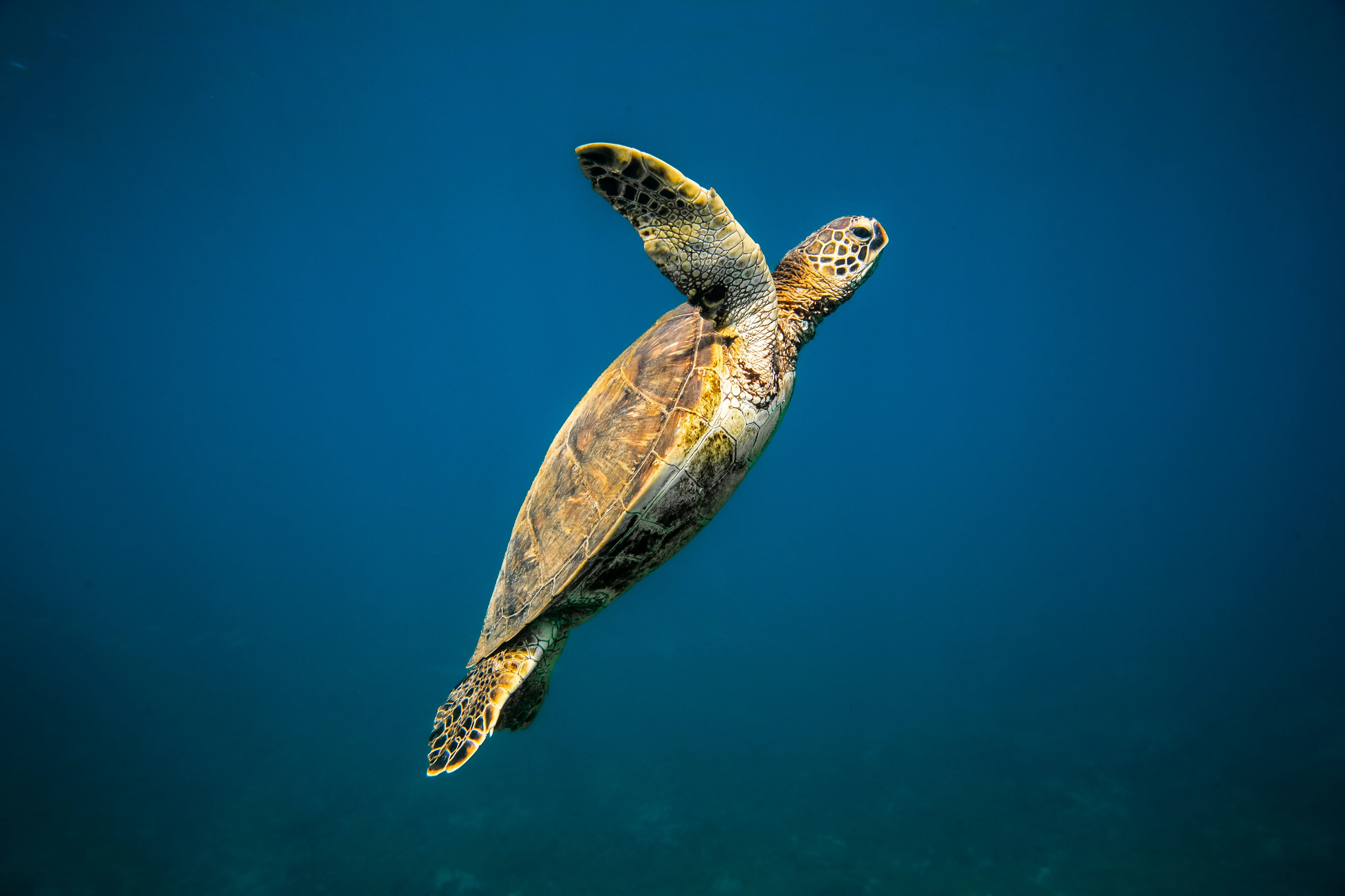 Green Sea Turtle