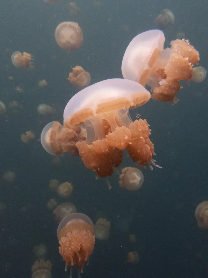 Stingless Jellyfish