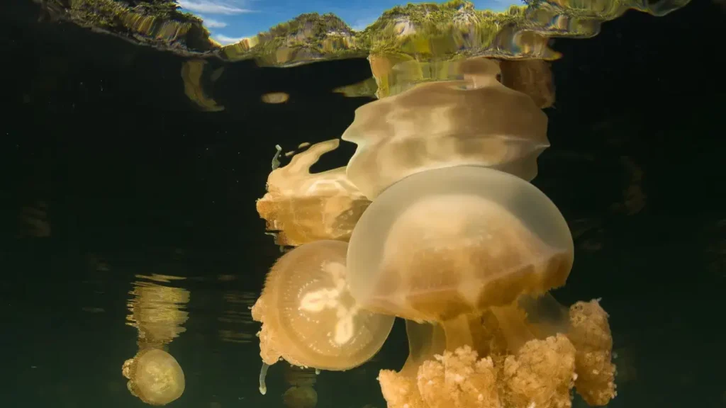 Unforgettable Memories