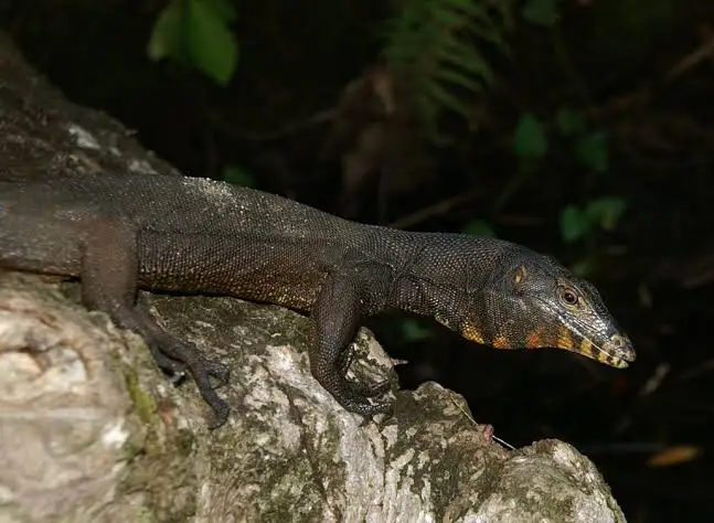 Togean Water Monitor