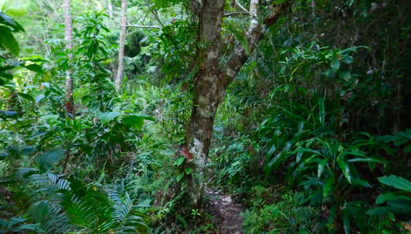 Daily forest treks tracking wildlife