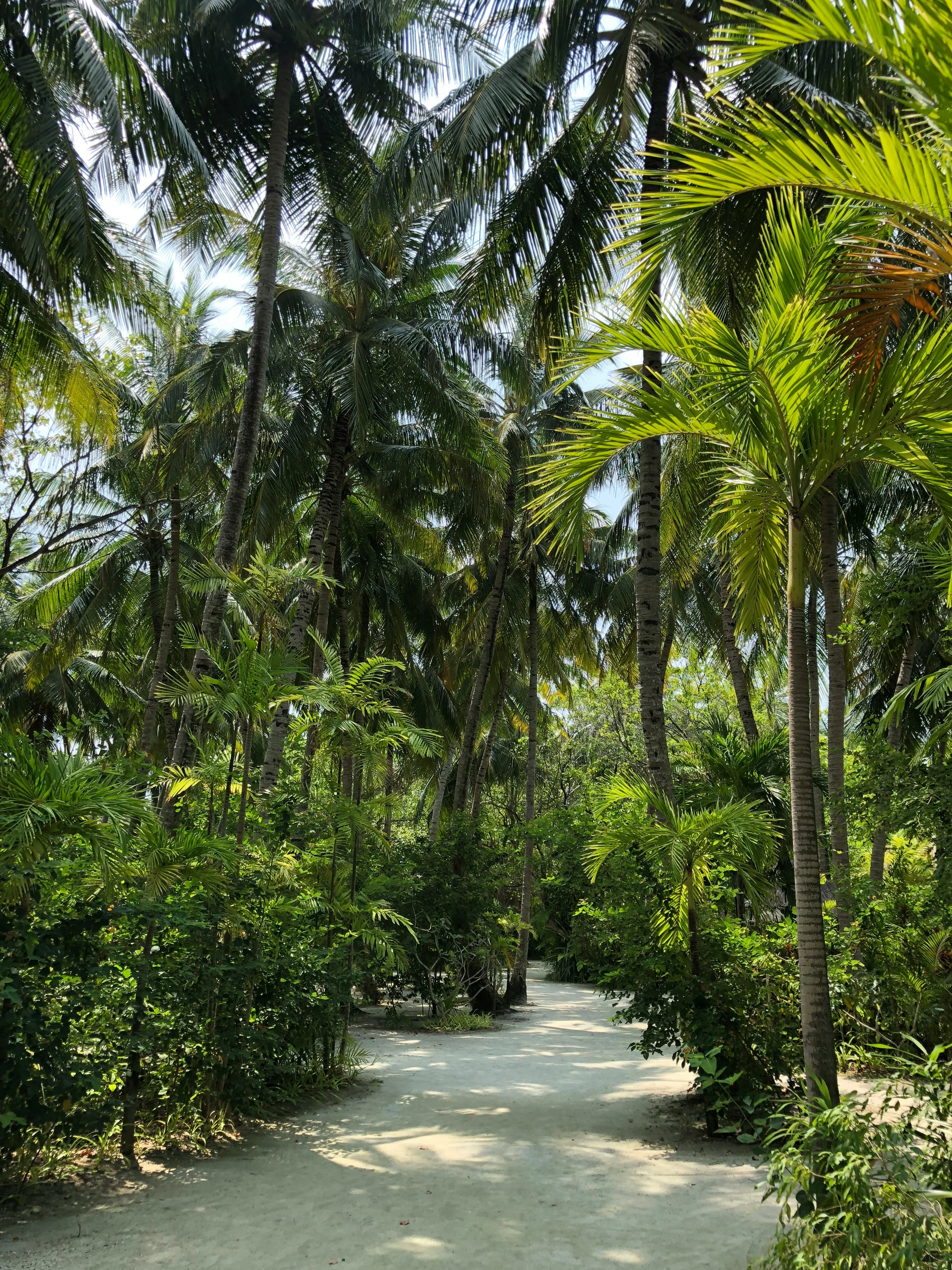 Jungle trail on Batudaka Island near Bomba