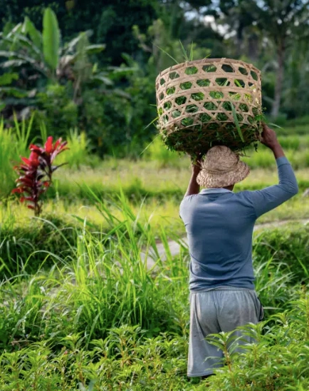 Basket balancing and morning smiles in Togean village