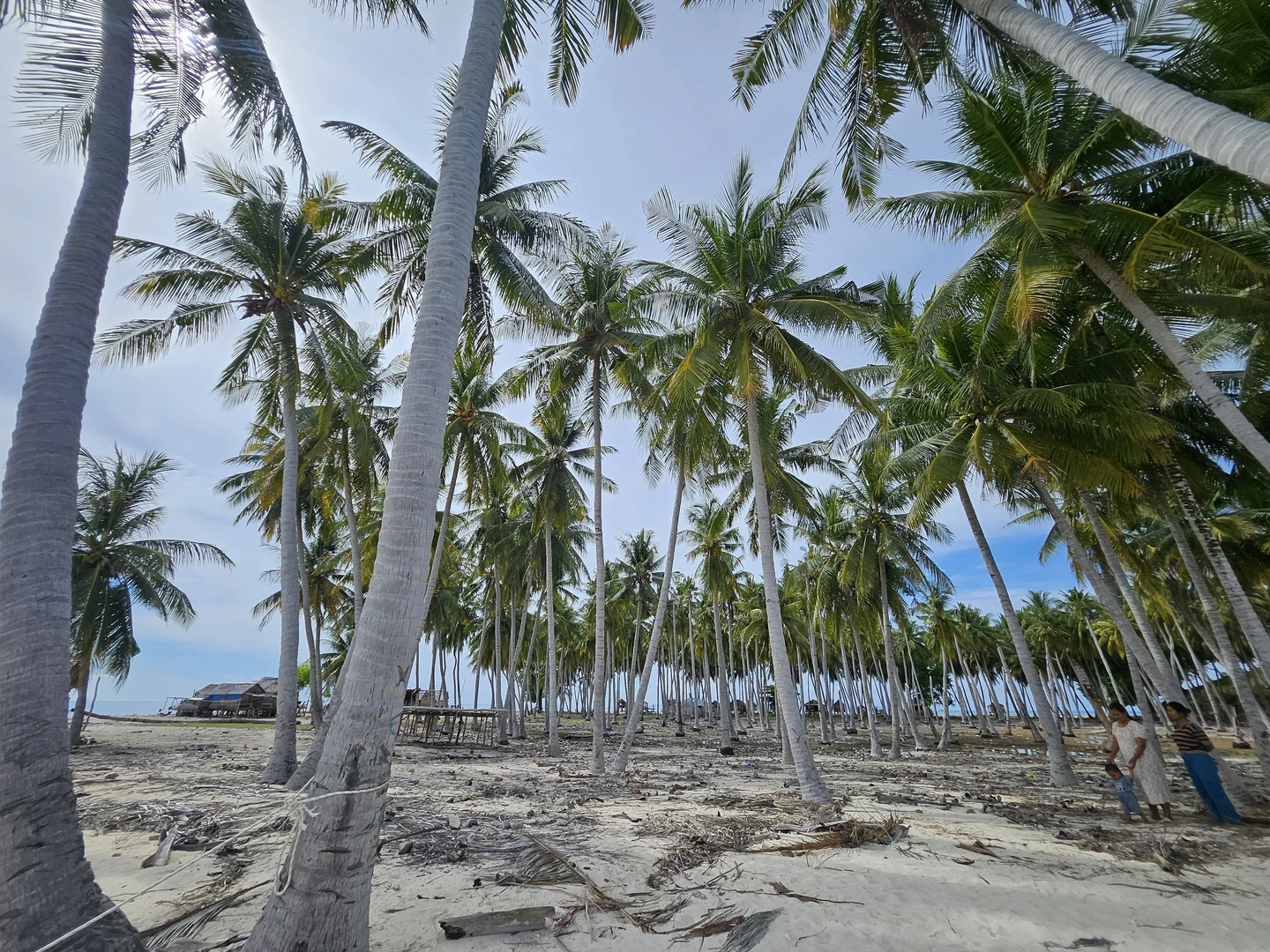 Dense forest meeting white sand beach on Pulau Puah